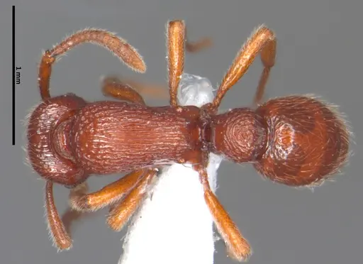 Alfaria piei specimen