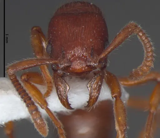 Alfaria piei specimen