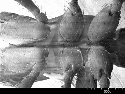 Alfaria simulans specimen