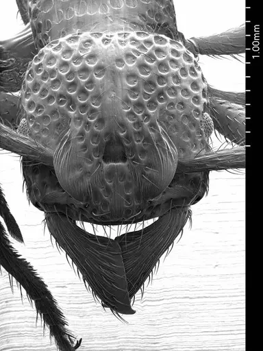 Alfaria simulans specimen