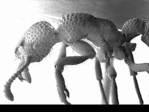 Alfaria simulans specimen