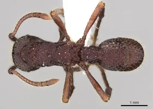 Alfaria simulans - CASENT0281522