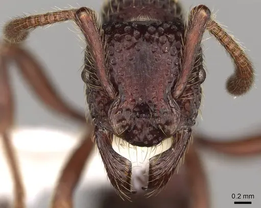 Alfaria simulans - CASENT0281522