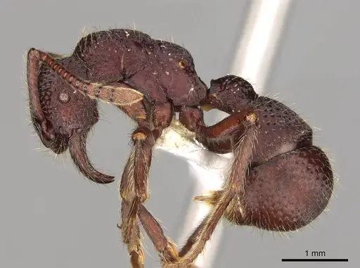 Alfaria simulans - CASENT0281522