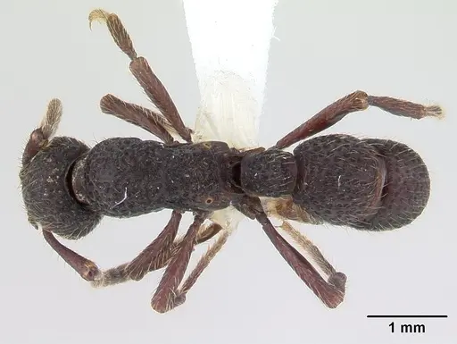 Alfaria simulans - CASENT0603729