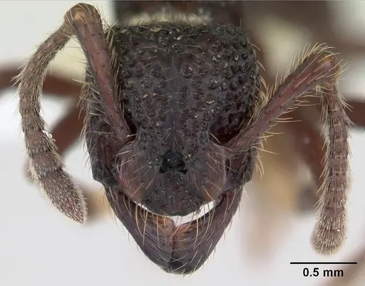 Alfaria simulans - CASENT0603729