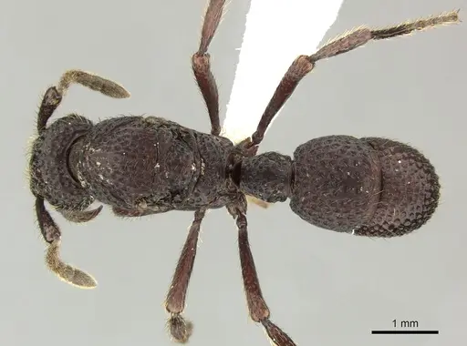 Alfaria simulans - CASENT0617577