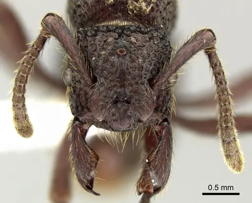 Alfaria simulans - CASENT0617577