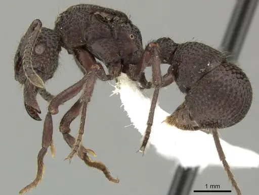 Alfaria simulans - CASENT0617577