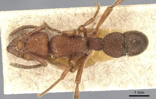 Alfaria simulans - CASENT0903848