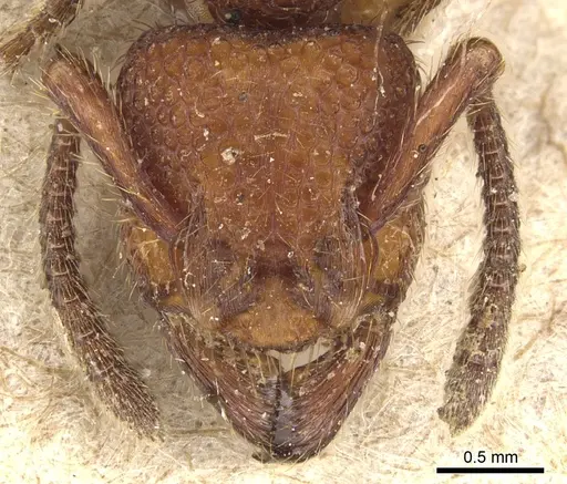 Alfaria simulans - CASENT0903848