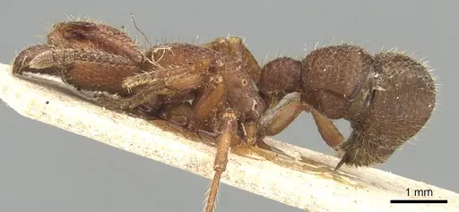 Alfaria simulans - CASENT0903848