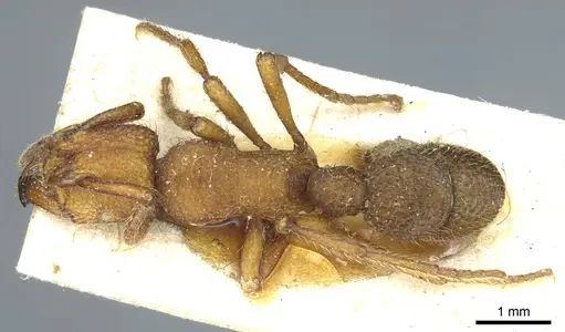 Alfaria simulans - CASENT0915916