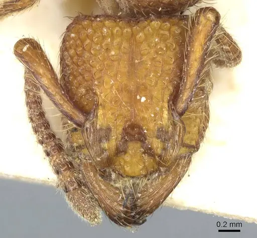 Alfaria simulans - CASENT0915916