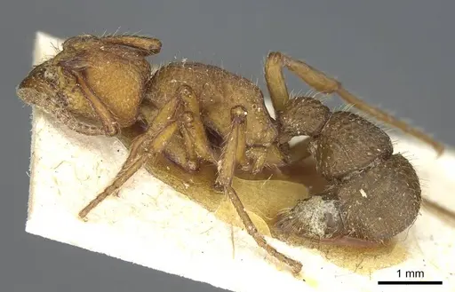 Alfaria simulans - CASENT0915916