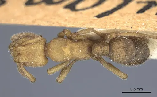 Alfaria simulans - CASENT0916804