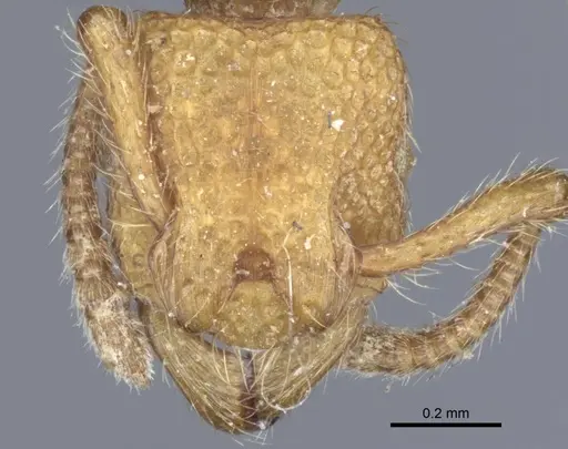 Alfaria simulans - CASENT0916804