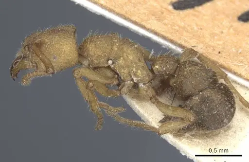 Alfaria simulans - CASENT0916804