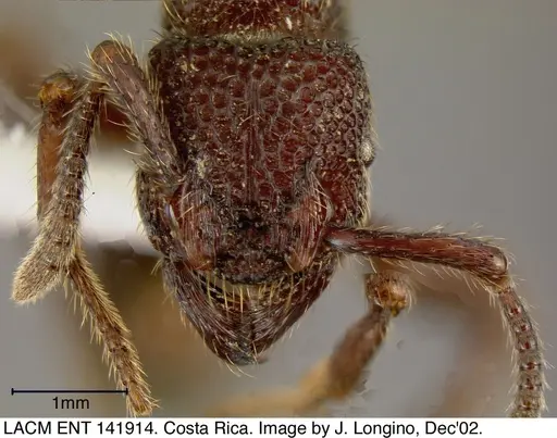 Alfaria simulans - LACMENT141914