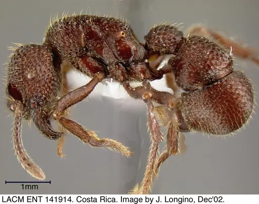 Alfaria simulans - LACMENT141914