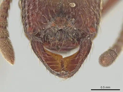 Alfaria simulans - LACMENT141922