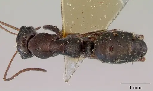 Alloformica aberrans specimen