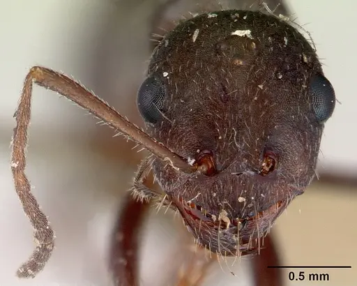 Alloformica aberrans specimen