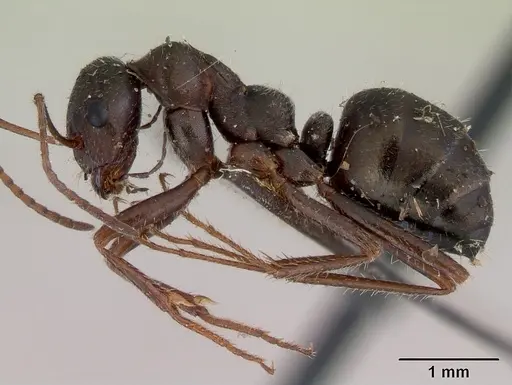 Alloformica aberrans specimen