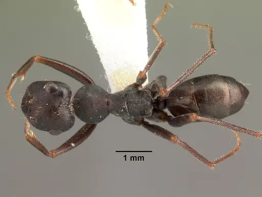 Alloformica flavicornis specimen