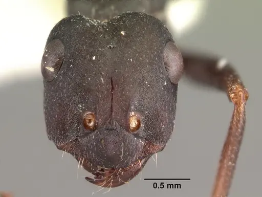 Alloformica flavicornis specimen