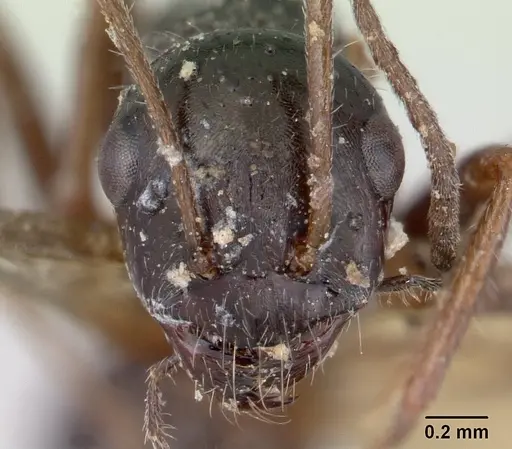 Alloformica nitidior specimen