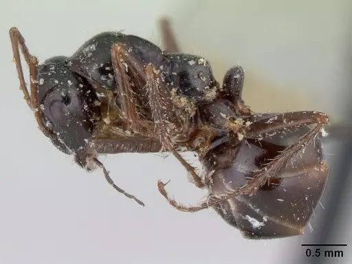 Alloformica nitidior specimen