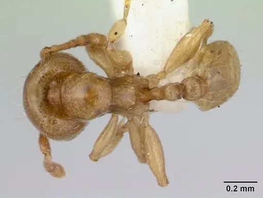 Allomerus decemarticulatus specimen