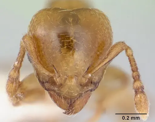 Allomerus decemarticulatus specimen