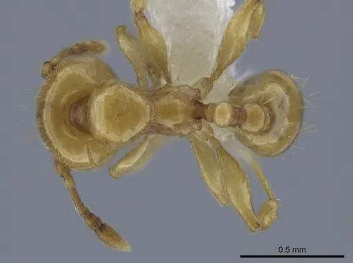 Allomerus decemarticulatus - CASENT0646187