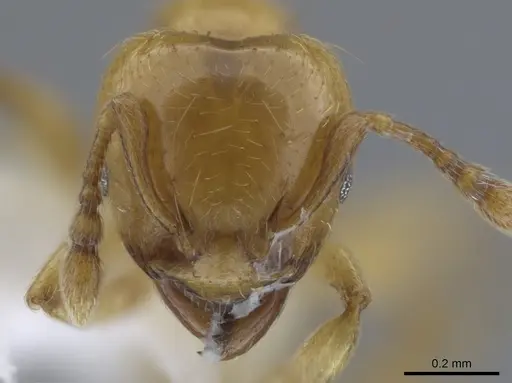 Allomerus decemarticulatus - CASENT0646187