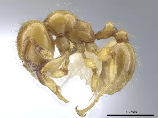 Allomerus decemarticulatus - CASENT0646187