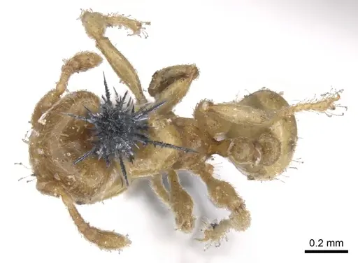 Allomerus decemarticulatus - CASENT0902176