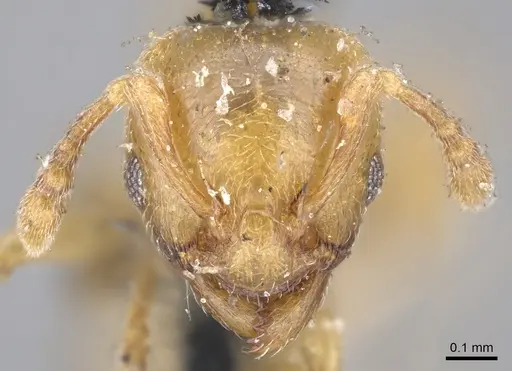 Allomerus decemarticulatus - CASENT0902176