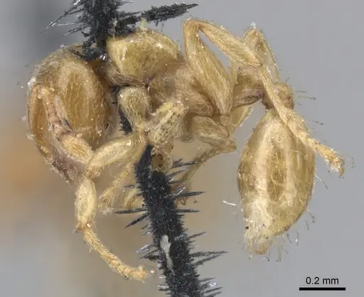 Allomerus decemarticulatus - CASENT0902176