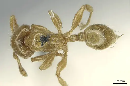 Allomerus decemarticulatus - CASENT0916032