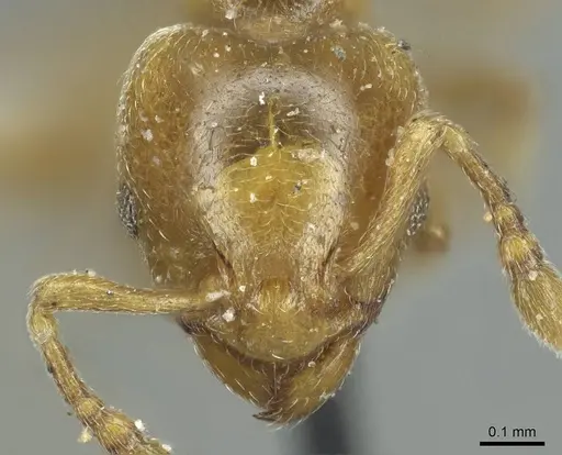 Allomerus decemarticulatus - CASENT0916032