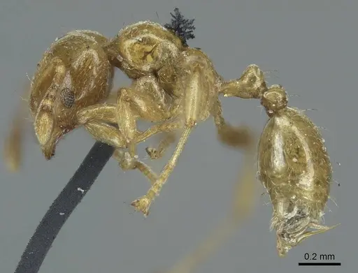 Allomerus decemarticulatus - CASENT0916032