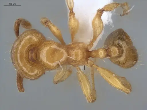 Allomerus decemarticulatus - ECOFOG-HC-0028