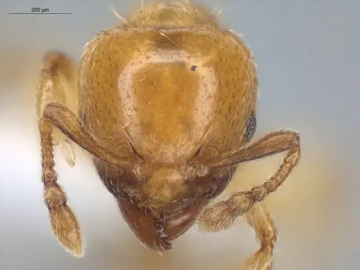 Allomerus decemarticulatus - ECOFOG-HC-0028