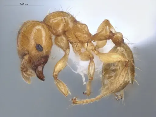 Allomerus decemarticulatus - ECOFOG-HC-0028