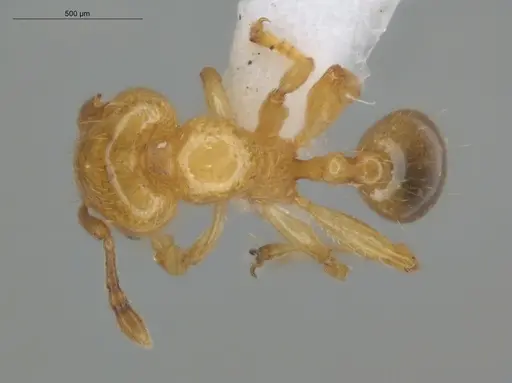 Allomerus decemarticulatus - ECOFOG-HC-0049-03