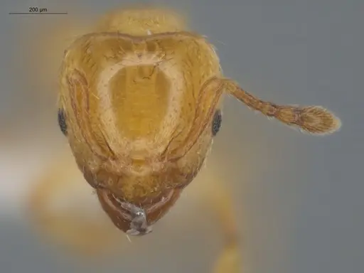 Allomerus decemarticulatus - ECOFOG-HC-0049-03