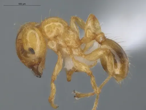 Allomerus decemarticulatus - ECOFOG-HC-0049-03