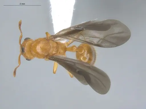 Allomerus decemarticulatus - ECOFOG-HC-0049-04